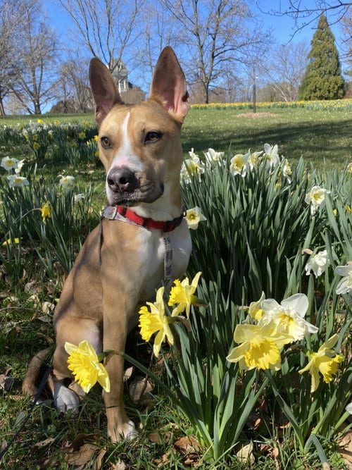 Photo of Aggie, adoptable American Pit Bull Terrier in Westminster, Maryland