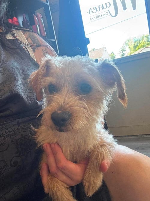 Photo of Rusty, adoptable Terrier in Shillington, Pennsylvania