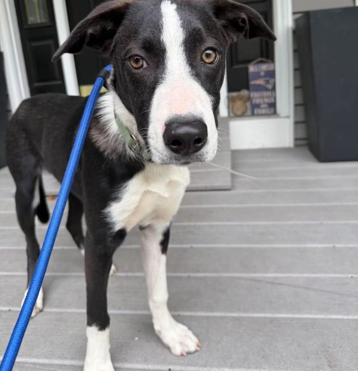 Photo of Potsie, adoptable Border Collie in Bristol, Connecticut