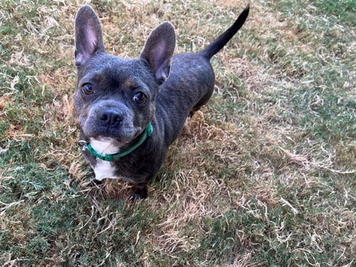 Photo of Drako, adoptable French Bulldog in Plano, Texas