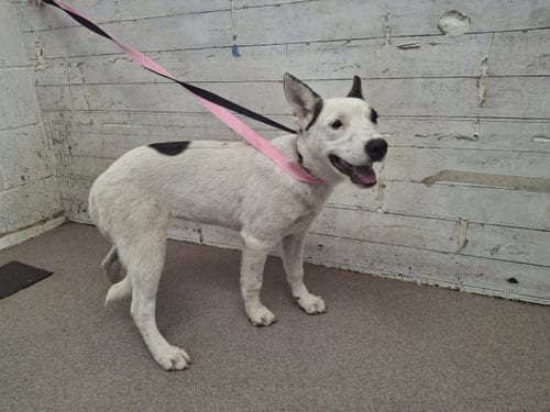 Photo of A598366, adoptable Labrador Retriever in San Bernardino, California
