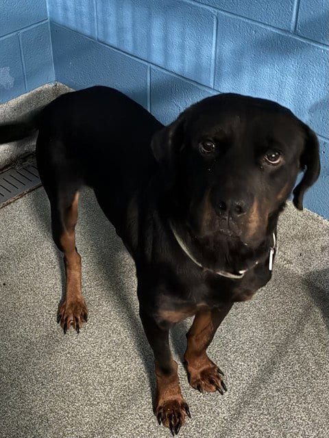 Photo of Boy, adoptable Rottweiler in Forestville, Maryland
