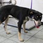 Photo of Jenna (Hound), adoptable Hound / Mixed Breed (Medium) in Weatherford, Texas