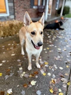Photo of Sandy, adoptable Shepherd in Evansville, Indiana