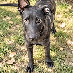 Photo of Sophia, adoptable Shepherd (Unknown Type) in East Hartford, Connecticut