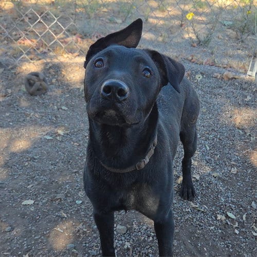 Photo of Shana, adoptable Labrador Retriever in Yreka, California