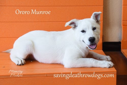 Photo of Ororo Munroe, adoptable Husky in Topeka, Kansas