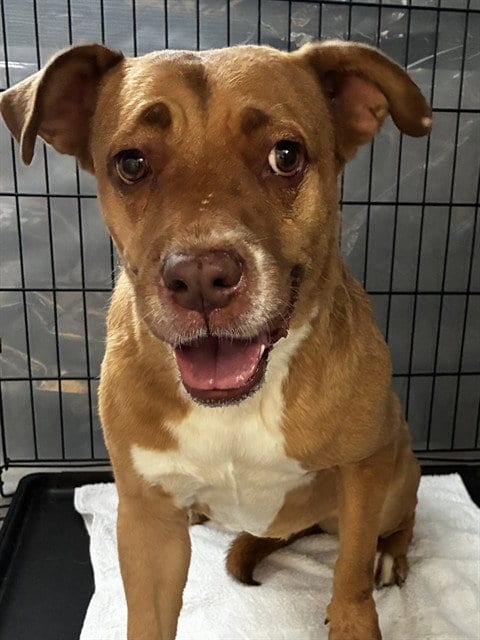 Photo of Bloom, adoptable Labrador Retriever in Forestville, Maryland