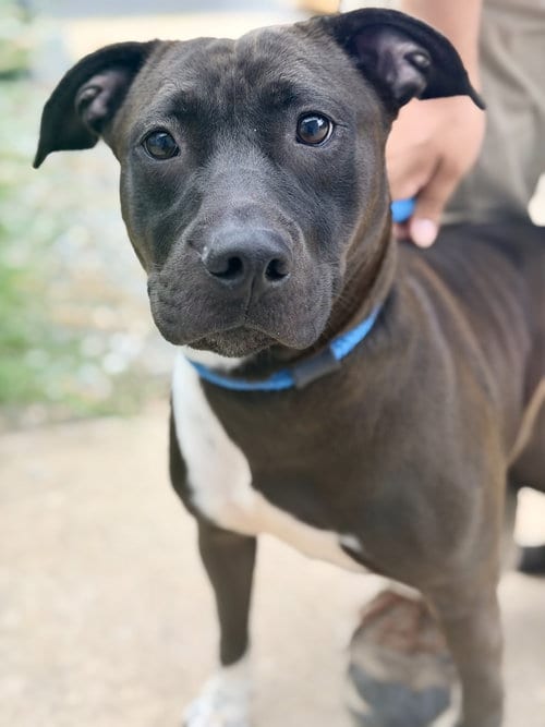 Photo of Jey, adoptable Pit Bull Terrier in Jackson, New Jersey