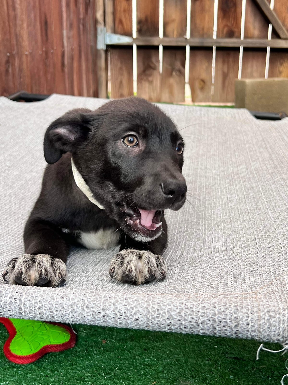 Photo of Bill, adoptable American Staffordshire Terrier in San Diego, California