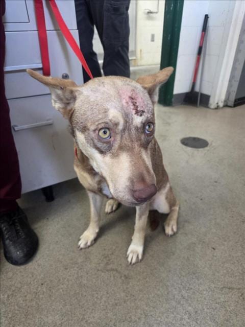 Photo of Simone, adoptable German Shepherd Dog in San Bernardino, California