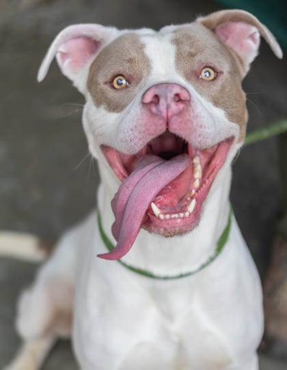 Photo of Snozzberry, adoptable dog in Chamblee, Georgia