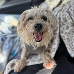 Photo of Pancake, adoptable Yorkie, Yorkshire Terrier in Wethersfield, Connecticut