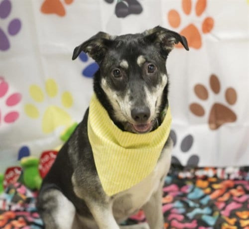 Photo of Pepper, adoptable Siberian Husky in Placerville, California