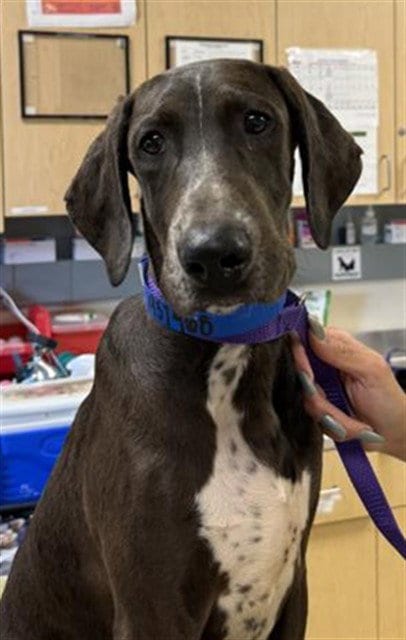 Photo of Huckleberry, adoptable German Wirehaired Pointer in Riverside, California