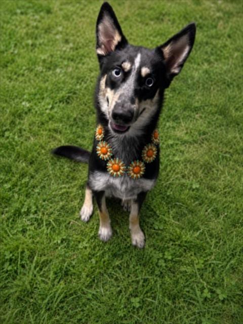 Photo of Topanga, adoptable Siberian Husky in Clinton Township, Michigan