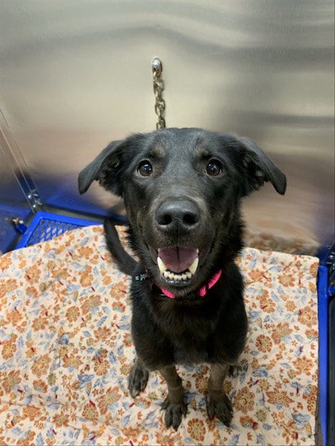 Photo of Bebun, adoptable Labrador Retriever in Fairbanks, Alaska