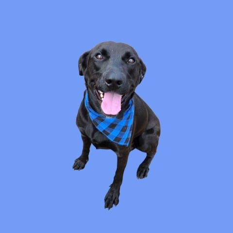 Photo of Baloo, adoptable Labrador Retriever in Bakersfield, California