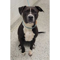 Photo of Dahlia, adoptable American Pit Bull Terrier in Kansas City, Missouri