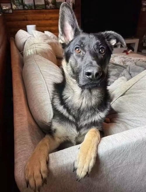 Photo of Cupid, adoptable German Shepherd Dog in Rochester, New York