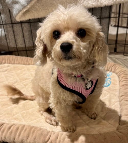 Photo of Darla, adoptable Poodle (Miniature) in Mundelein, Illinois