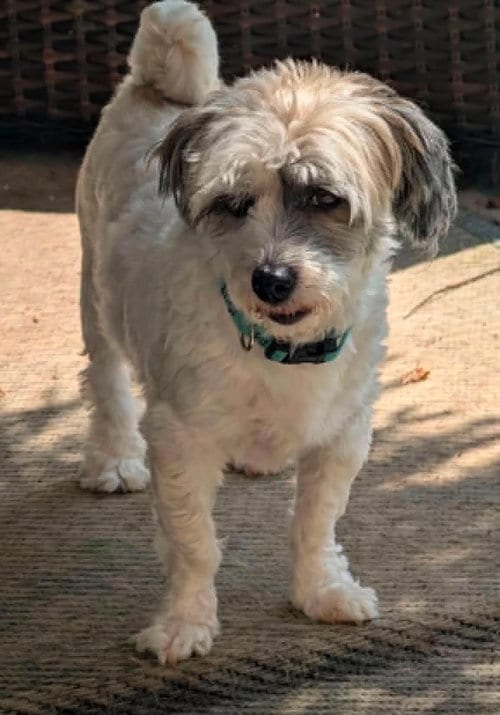 Photo of Flip, adoptable Shih Tzu in Germantown, Ohio