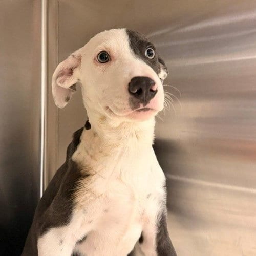 Photo of Marcus, adoptable Unknown breed in Rancho Santa Fe, California