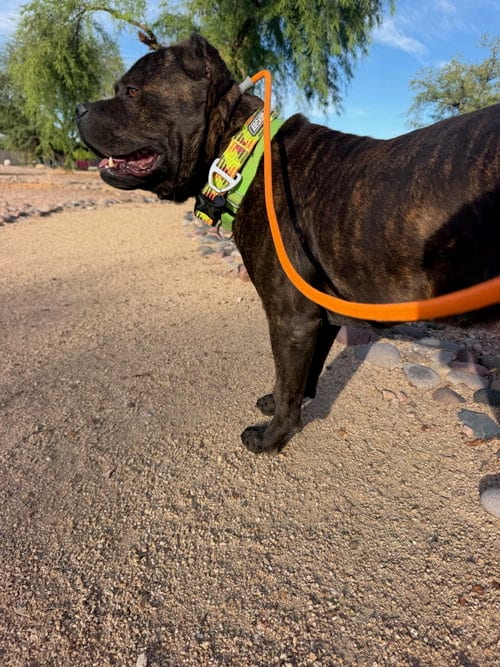 Photo of Vader, adoptable Cane Corso Mastiff in Goodyear, Arizona