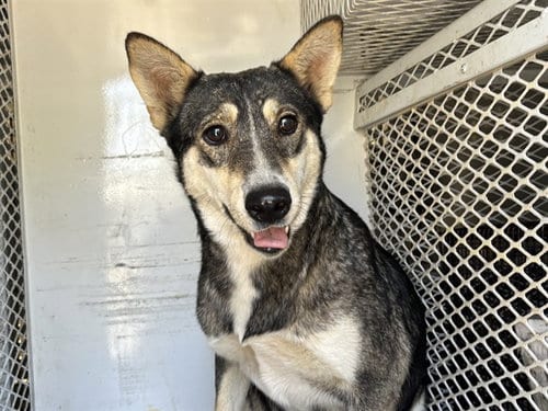 Photo of Sissy, adoptable Queensland Heeler in Bakersfield, California