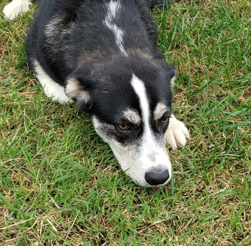 Photo of Indigo, adoptable Husky in Seaford, Delaware