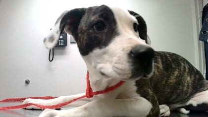 Photo of Wigglytuff, adoptable dog in Farmington, New Mexico