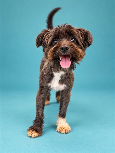 Photo of Peanut, adoptable Maltese in Pearland, Texas