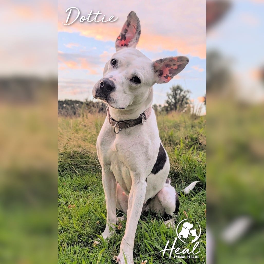 Photo of Dottie, adoptable Terrier, Pit Bull in Youngwood, Pennsylvania