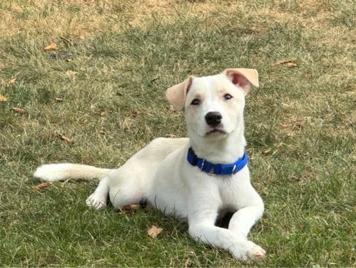 Photo of Thomas, adoptable Labrador Retriever in Genesee, Wisconsin