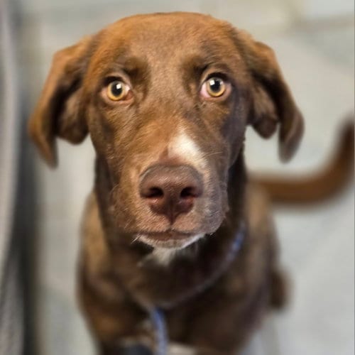 Photo of Droopy, adoptable Chocolate Labrador Retriever in Normal, Illinois