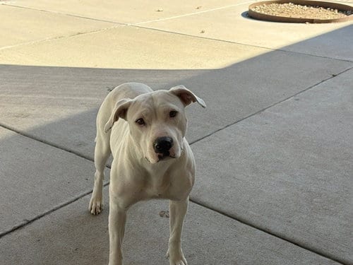 Photo of Lela, adoptable Pit Bull Terrier in Tulsa, Oklahoma