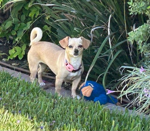 Photo of Sammy, adoptable Chihuahua in Menifee, California