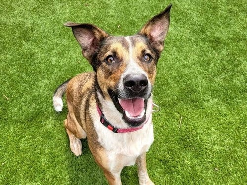Photo of Pete, adoptable Australian Cattle Dog/Blue Heeler in Martinez, California