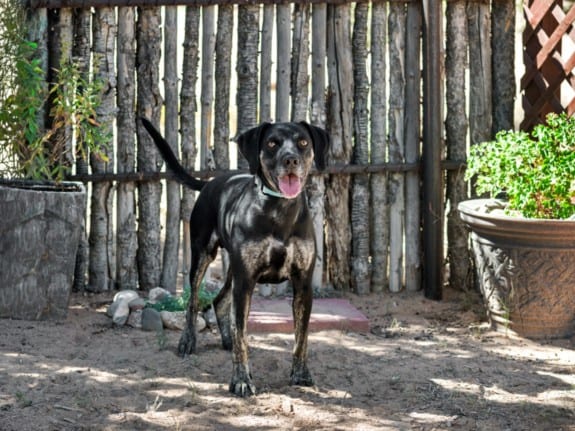 Photo of Conner, adoptable Mixed Breed in Santa Fe, New Mexico