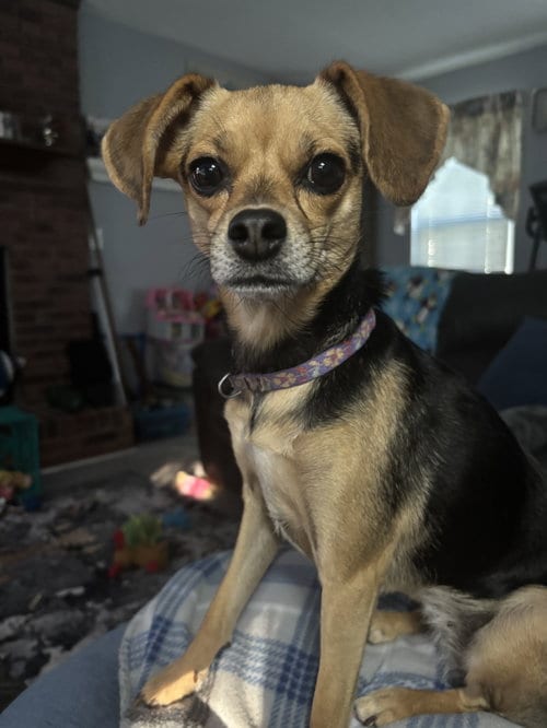 Photo of Rosie, adoptable Chihuahua in Alexandria, Kentucky