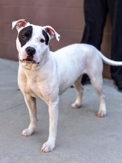 Photo of Isabella- IN FOSTER, adoptable dog in Chamblee, Georgia
