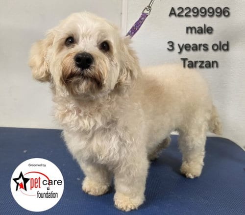 Photo of Tarzan, adoptable Poodle (Standard) in Los Angeles, California