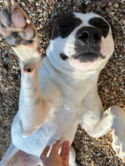 Photo of Bingo, adoptable Mixed Breed in New Orleans, Louisiana