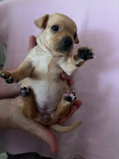 Photo of Queen Latifah, adoptable Chihuahua in Phoenix, Arizona