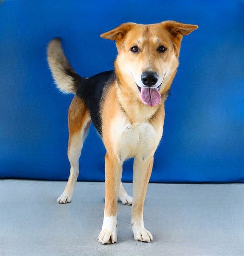 Photo of Zion, adoptable German Shepherd Dog in Baldwin Park, California