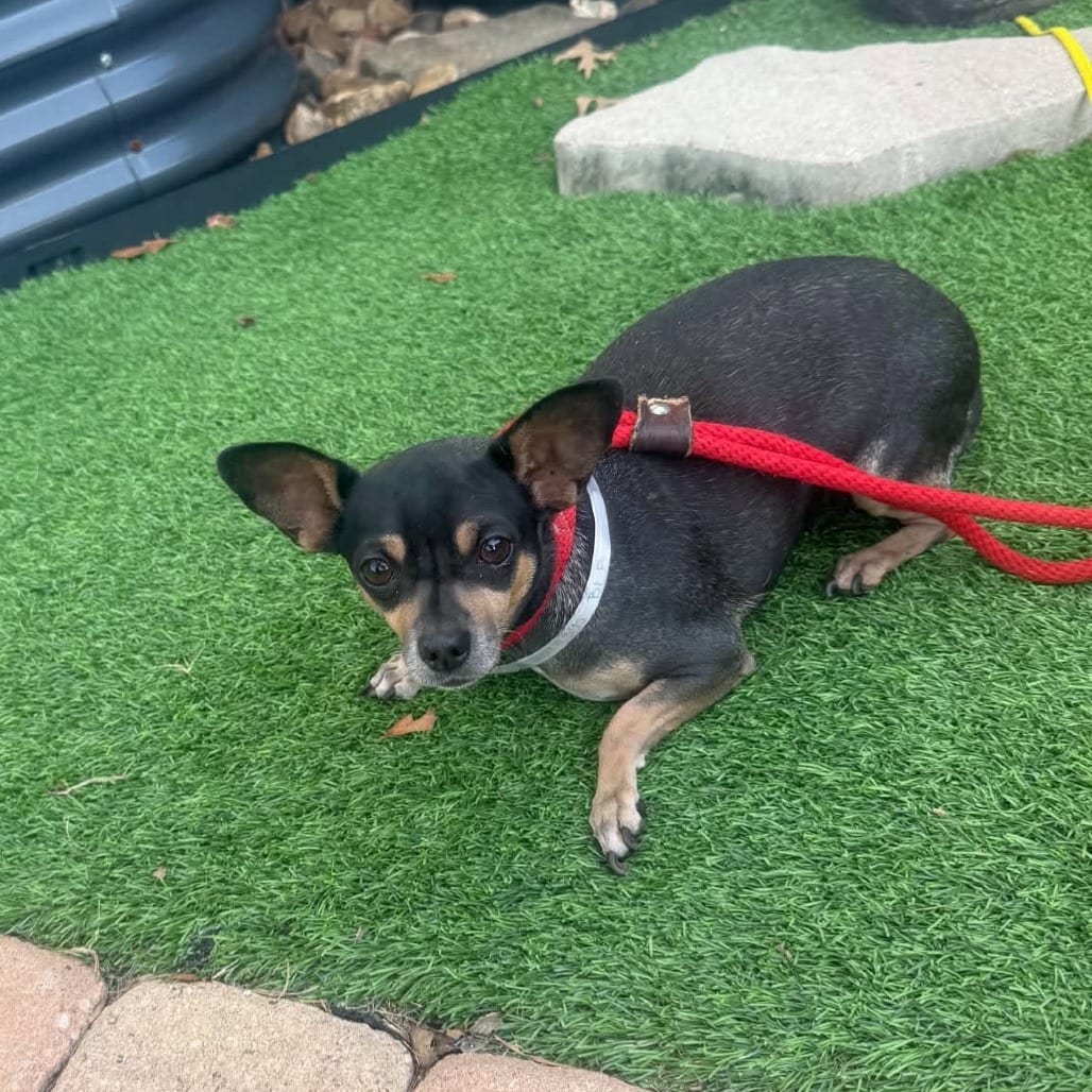 Photo of Ruthie *Arriving 10/24* D12820, adoptable Chihuahua / Dachshund in Princeton area, Minnesota