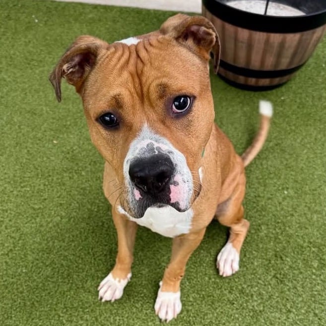 Photo of Franklin, adoptable Mixed Breed (Medium) in Greensboro, North Carolina