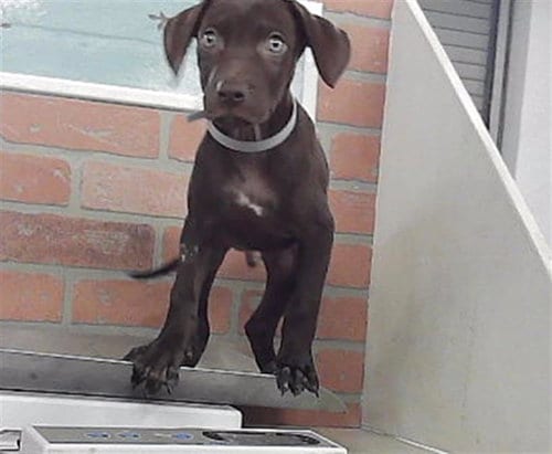 Photo of A2097114, adoptable Labrador Retriever in Houston, Texas