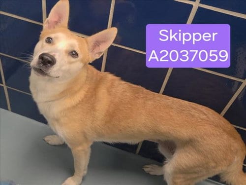 Photo of Skipper, adoptable German Shepherd Dog in Houston, Texas