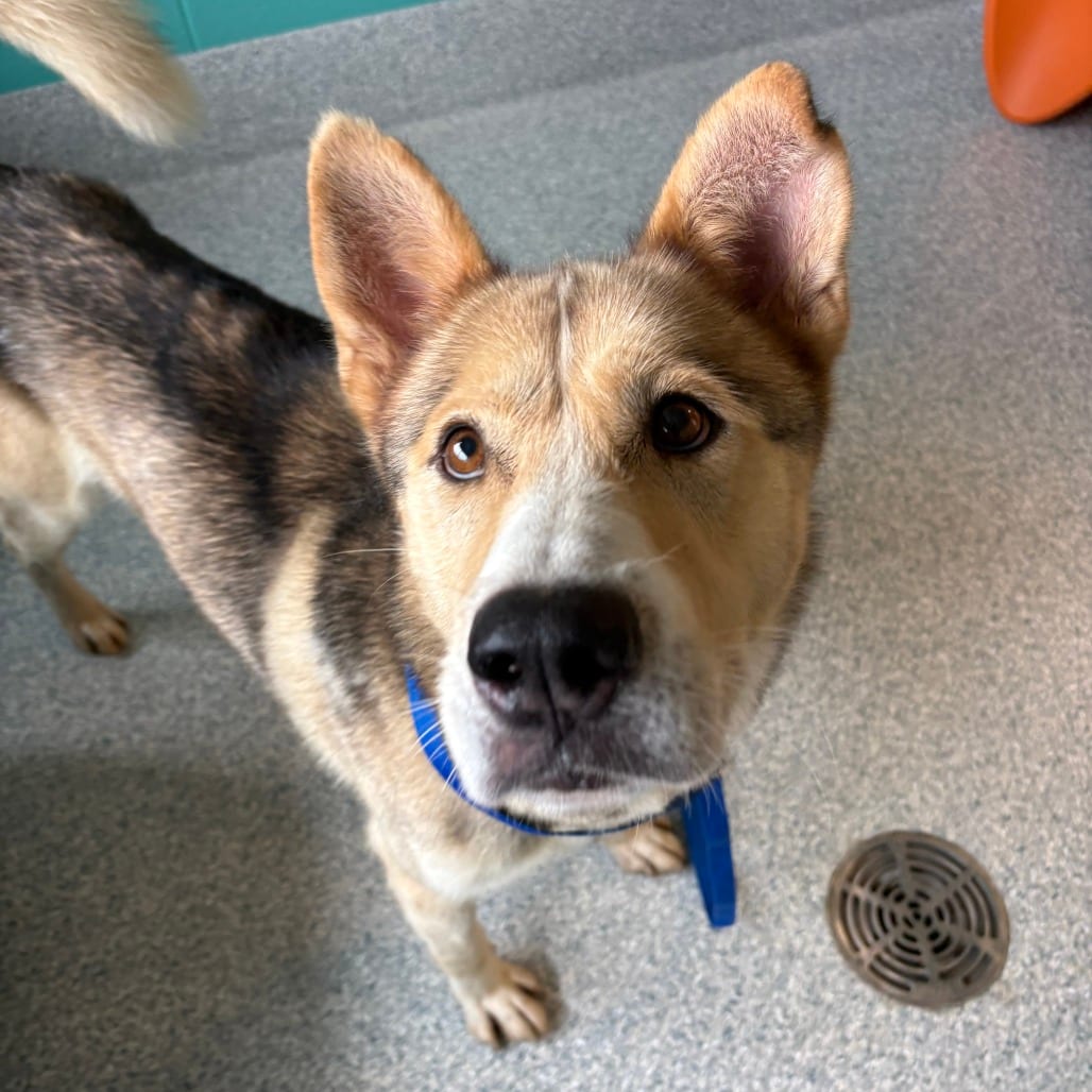Photo of Orchard, adoptable Husky / Shepherd in Spartanburg, South Carolina